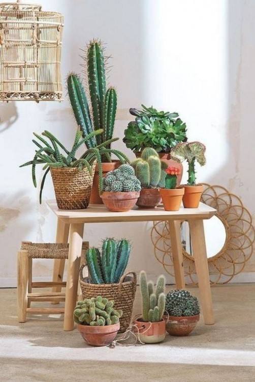 cactus decoration ideas garden indoor how to care for cacti decorating centerpiece